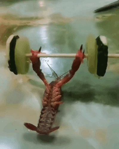 A Crayfish Is Holding A Dumbbell Made Of Cucumber Slices GIF