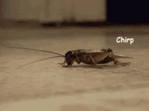 A Cricket Is Crawling On The Floor With The Word Chirp Written On The Bottom GIF