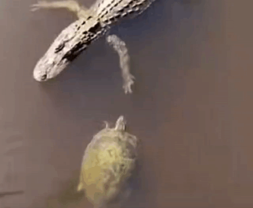 A Crocodile And A Turtle Are Swimming In The Water Together . GIF