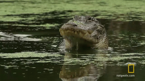 A Crocodile Is Swimming In A Body Of Water With The Website Natgeotv.com In The Background GIF