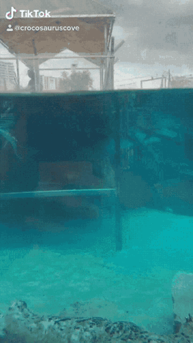 A Crocodile Is Swimming In A Tank With A Tiktok Watermark On The Bottom GIF