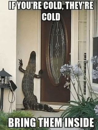 A Crocodile Standing In Front Of A Door With The Caption If You 'Re Cold They 'Re Cold GIF