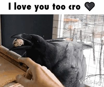 A Crow With A Ball In Its Beak Is Being Touched By A Person GIF