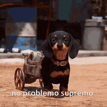 A Dachshund In A Wheelchair With The Words No Problemo Supremo On The Bottom GIF