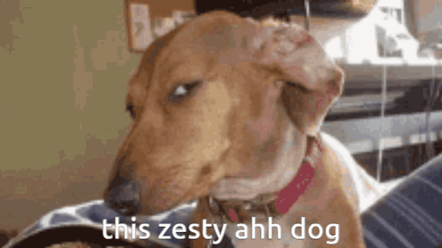 A Dachshund Is Looking At The Camera With The Words `` This Zesty Ahh Dog '' Written Next To It . GIF