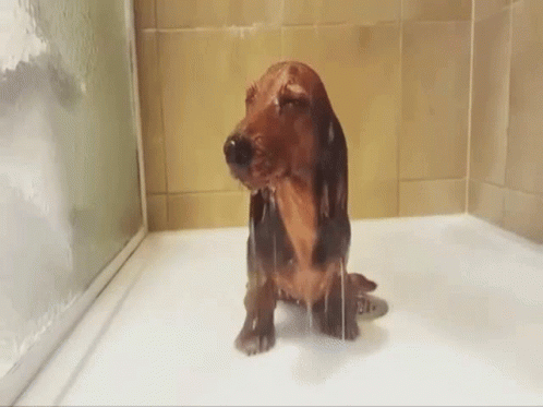 A Dachshund Is Taking A Bath In A Shower Stall . GIF