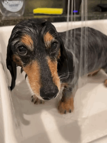 A Dachshund Is Taking A Bath In A Sink With A Bottle Of Powerade In The Background GIF