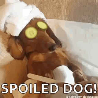 A Dachshund Is Wearing Cucumber Slices On Its Eyes . GIF