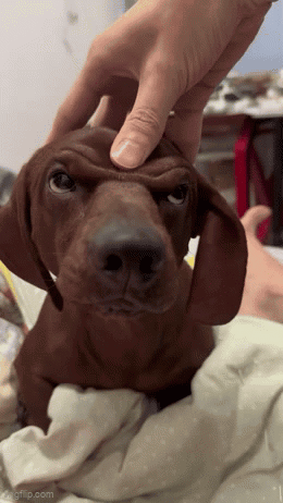A Dachshund Puppy Is Being Petted By A Person 'S Hand GIF