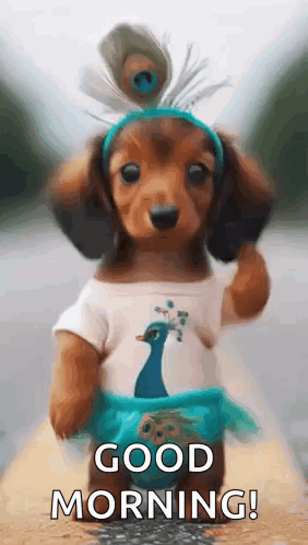 A Dachshund Puppy Wearing A Peacock Costume And A Headband With A Peacock Feather . GIF