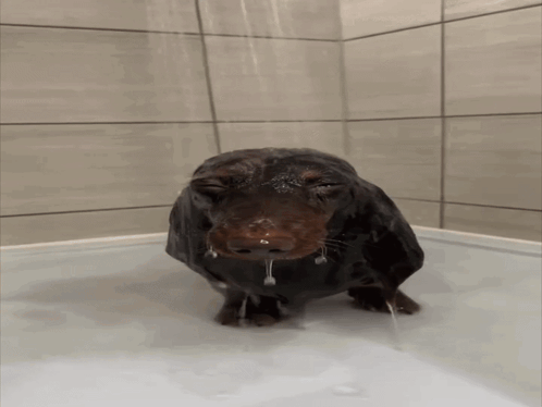 A Dachshund Taking A Bath In A Bathtub GIF