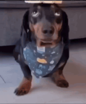 A Dachshund Wearing A Blue Bandana Is Standing On Its Hind Legs On The Floor . GIF