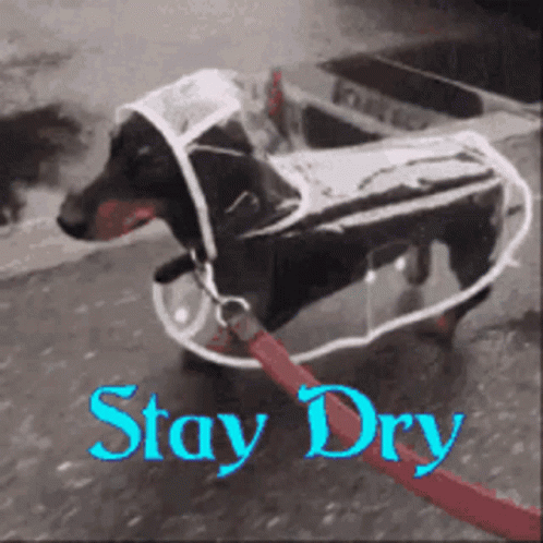 A Dachshund Wearing A Clear Raincoat With The Words Stay Dry Below It GIF