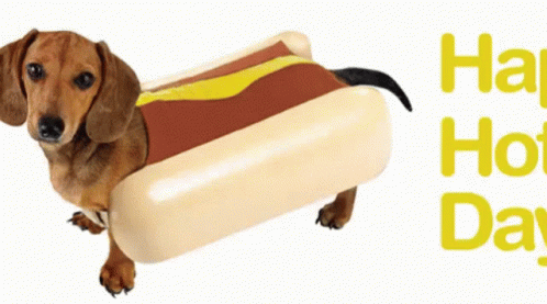 A Dachshund Wearing A Hot Dog Costume With The Words Happy Hot Day Behind It GIF
