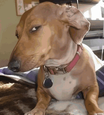 A Dachshund Wearing A Pink Collar And A Tag Is Laying On A Bed GIF