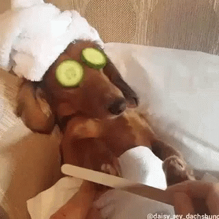 A Dachshund Wearing A Towel And Cucumber Slices On Its Eyes Is Getting Its Nails Done . GIF