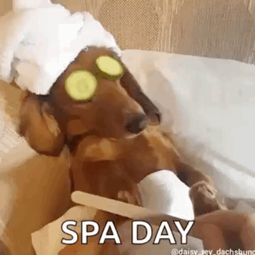 A Dachshund Wearing Cucumber Slices On Its Eyes And A Towel On Its Head Is Getting A Spa Day . GIF
