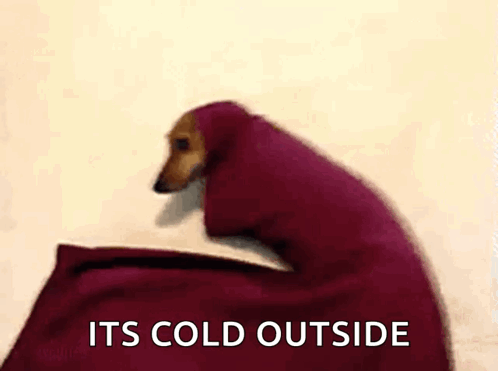 A Dachshund Wrapped In A Red Blanket With The Words `` It 'S Cold Outside '' Above It . GIF