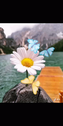 A Daisy Is Surrounded By Butterflies On A Pier GIF