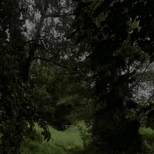 A Dark Forest With Lots Of Trees And Bushes GIF