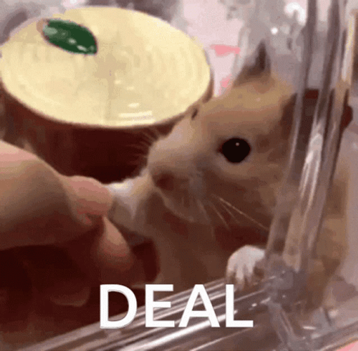 A Deal With Cute Hamster GIF