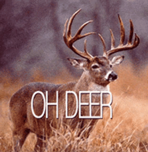A Deer Is Standing In A Field With The Words Oh Deer Behind It GIF
