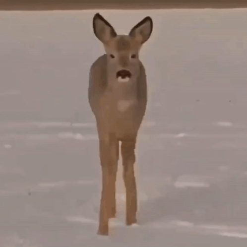A Deer Is Standing In The Snow With A Fence In The Background GIF