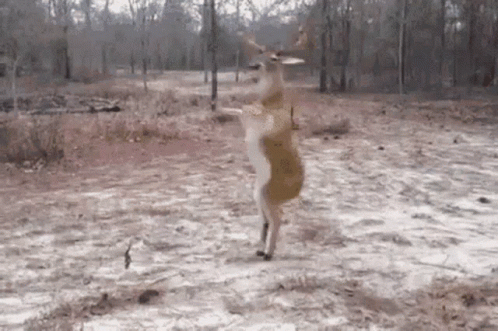 A Deer Is Standing On Its Hind Legs In The Dirt In The Woods . GIF