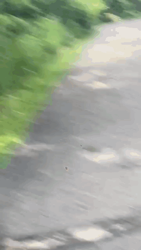 A Deer Is Standing On The Side Of A Path . GIF