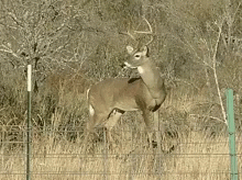 A Deer Standing Behind A Fence In A Field GIF
