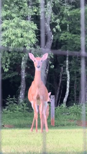 A Deer Standing In A Grassy Field Behind A Fence GIF