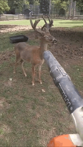 A Deer Standing Next To A Pipe With A Sheep Behind It GIF