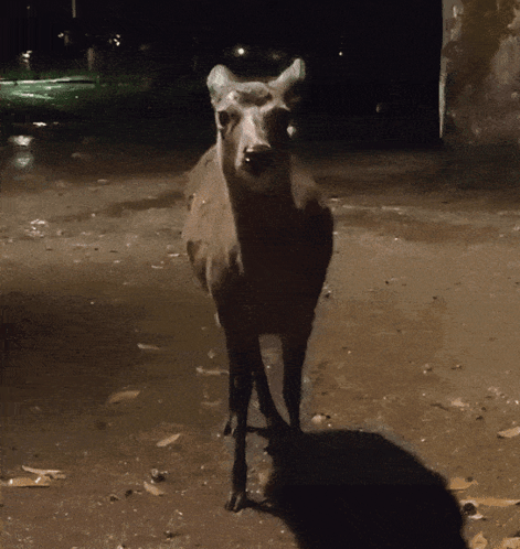 A Deer That Is Standing In The Dark GIF