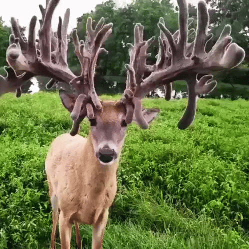 A Deer With A Lot Of Antlers Is Standing In A Field GIF