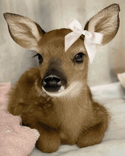 A Deer With A Pink Bow On Its Head GIF