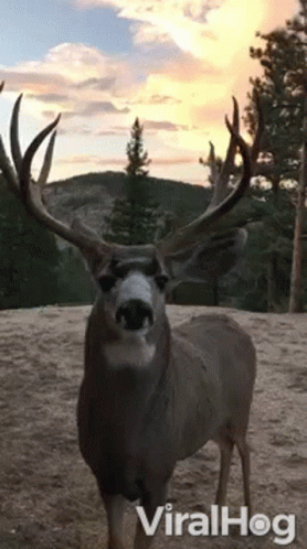 A Deer With Antlers Is Standing In The Dirt And Looking At The Camera With A Sunset In The Background . GIF