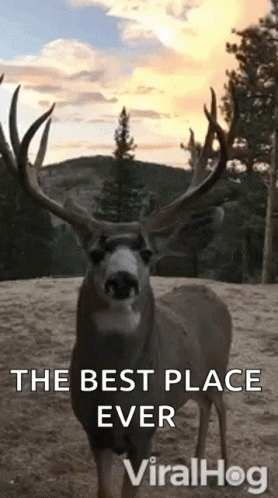 A Deer With Antlers Is Standing In The Dirt With The Words `` The Best Place Ever '' Written Above It . GIF