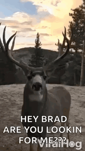 A Deer With Antlers Is Standing In The Woods And Looking At The Camera With Trees In The Background . GIF