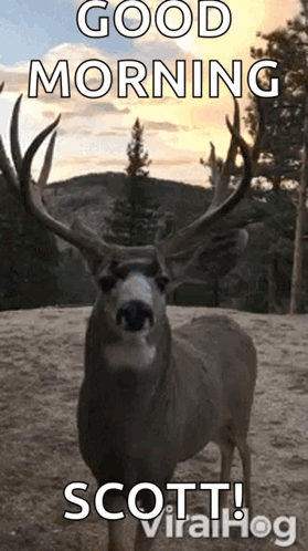 A Deer With Antlers Is Standing On A Dirt Field And Says Good Morning Scott Viralhog . GIF