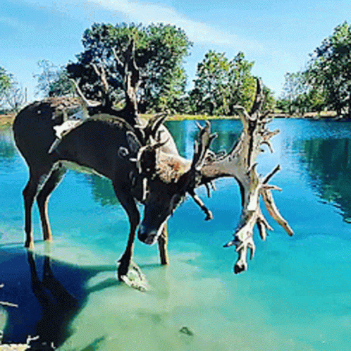A Deer With Antlers Standing In The Water GIF