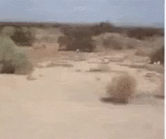 A Desert Landscape With A Few Trees In The Distance GIF
