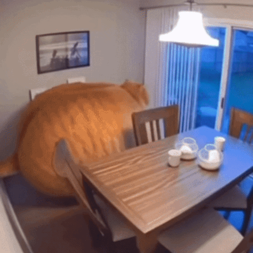 A Dining Room Table With A Large Orange Cat Sitting On It GIF