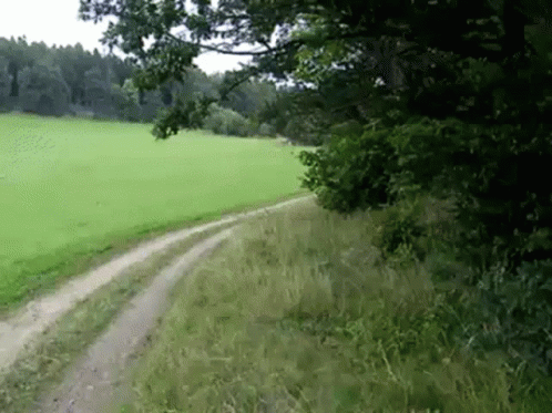 A Dirt Road Going Through A Grassy Field With Trees On The Side GIF