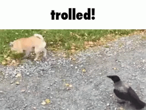 A Dog And A Bird Are Walking On A Gravel Road . GIF