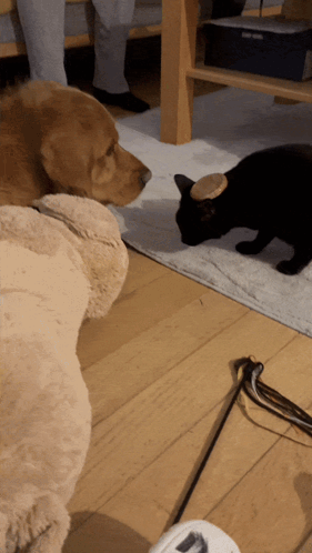 A Dog And A Black Cat Are Looking At Each Other On The Floor GIF