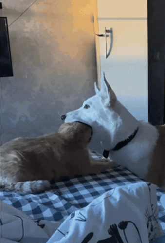 A Dog And A Cat Are Laying On A Bed And The Dog Is Biting The Cat GIF