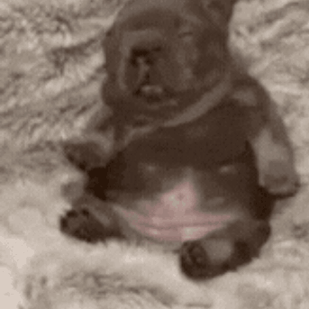 A Dog And A Cat Are Laying On A Blanket . GIF
