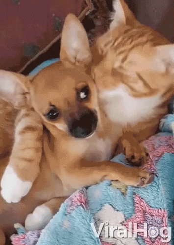 A Dog And A Cat Are Laying On A Blanket With Viralhog Written On The Bottom Right GIF