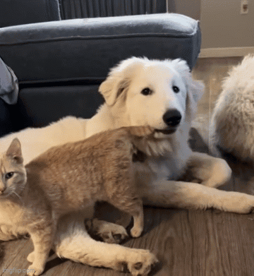 A Dog And A Cat Are Laying On A Wooden Floor And The Dog Is Looking At The Cat GIF