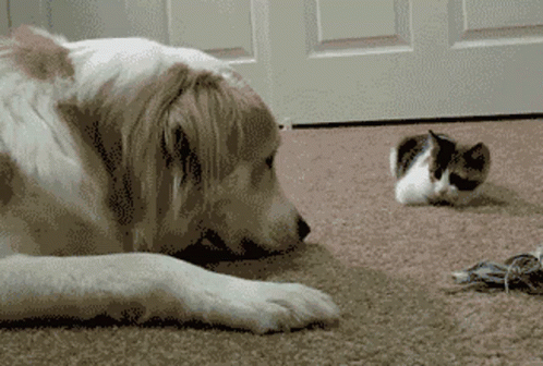 A Dog And A Cat Are Laying On The Floor GIF